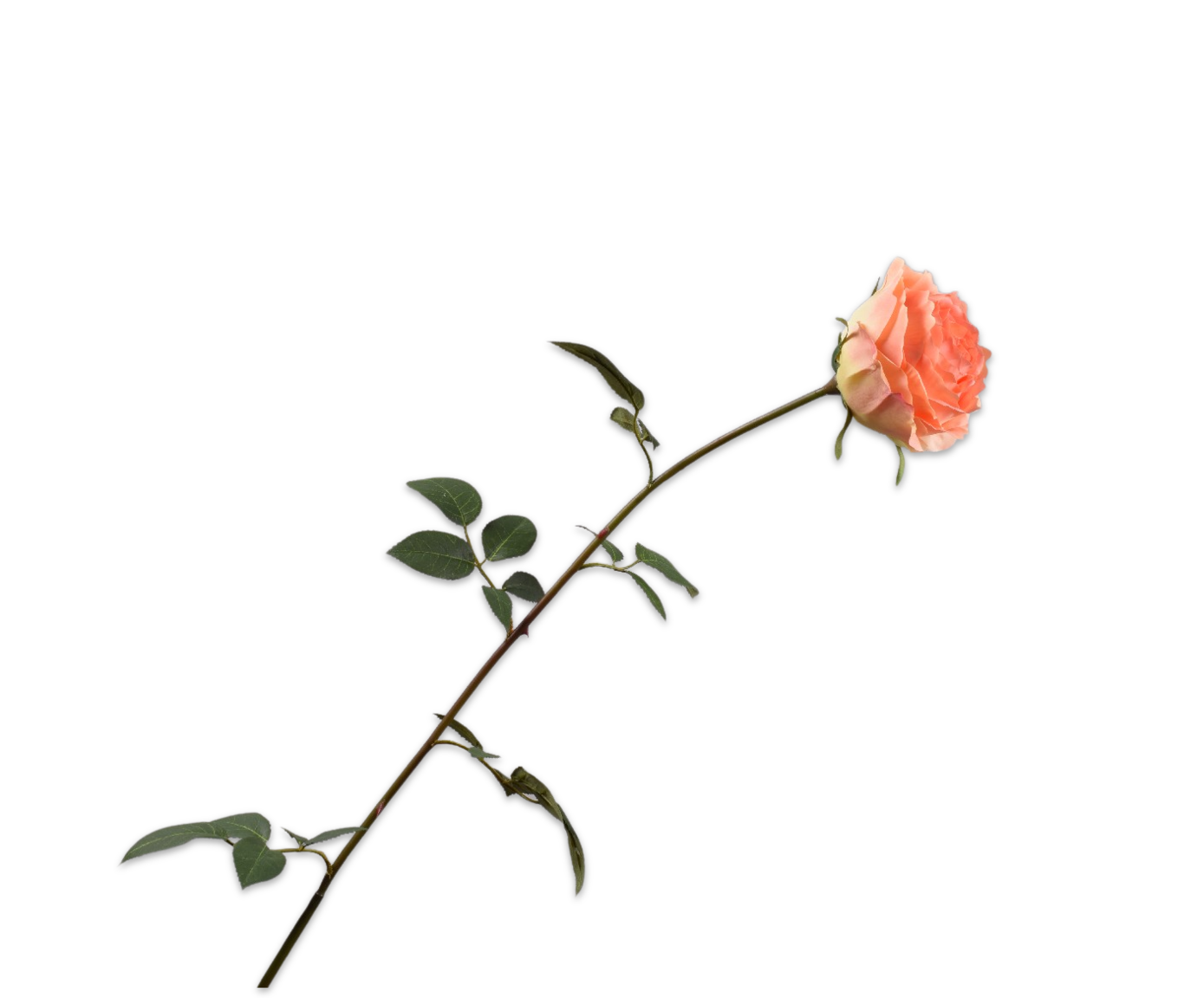 ROSE STEM PEACH  95 CM