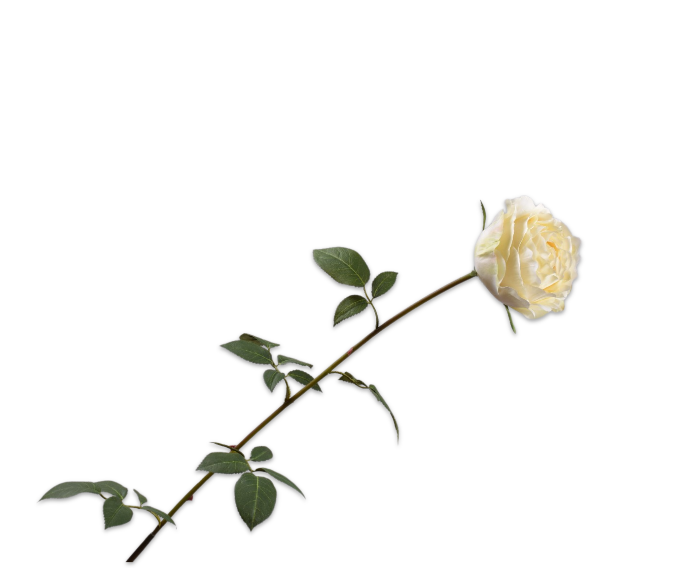 ROSE STEM CREAM  95 CM
