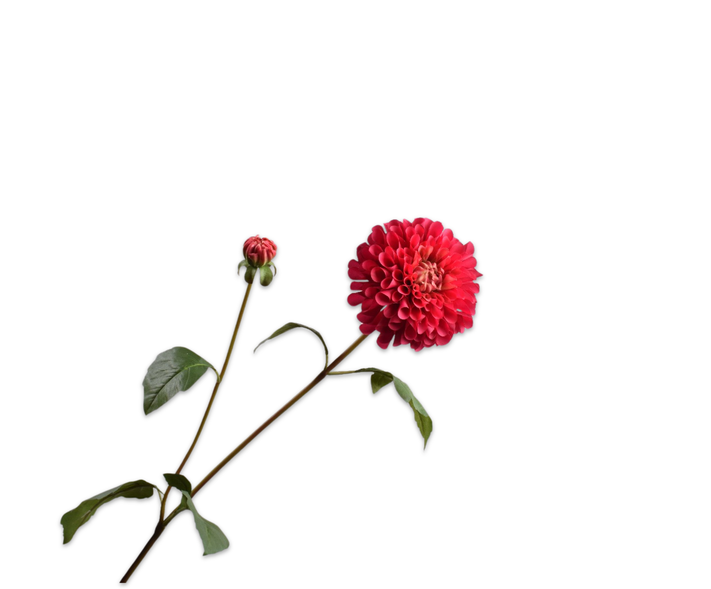 DAHLIA SPRAY PINK DK  80 CM