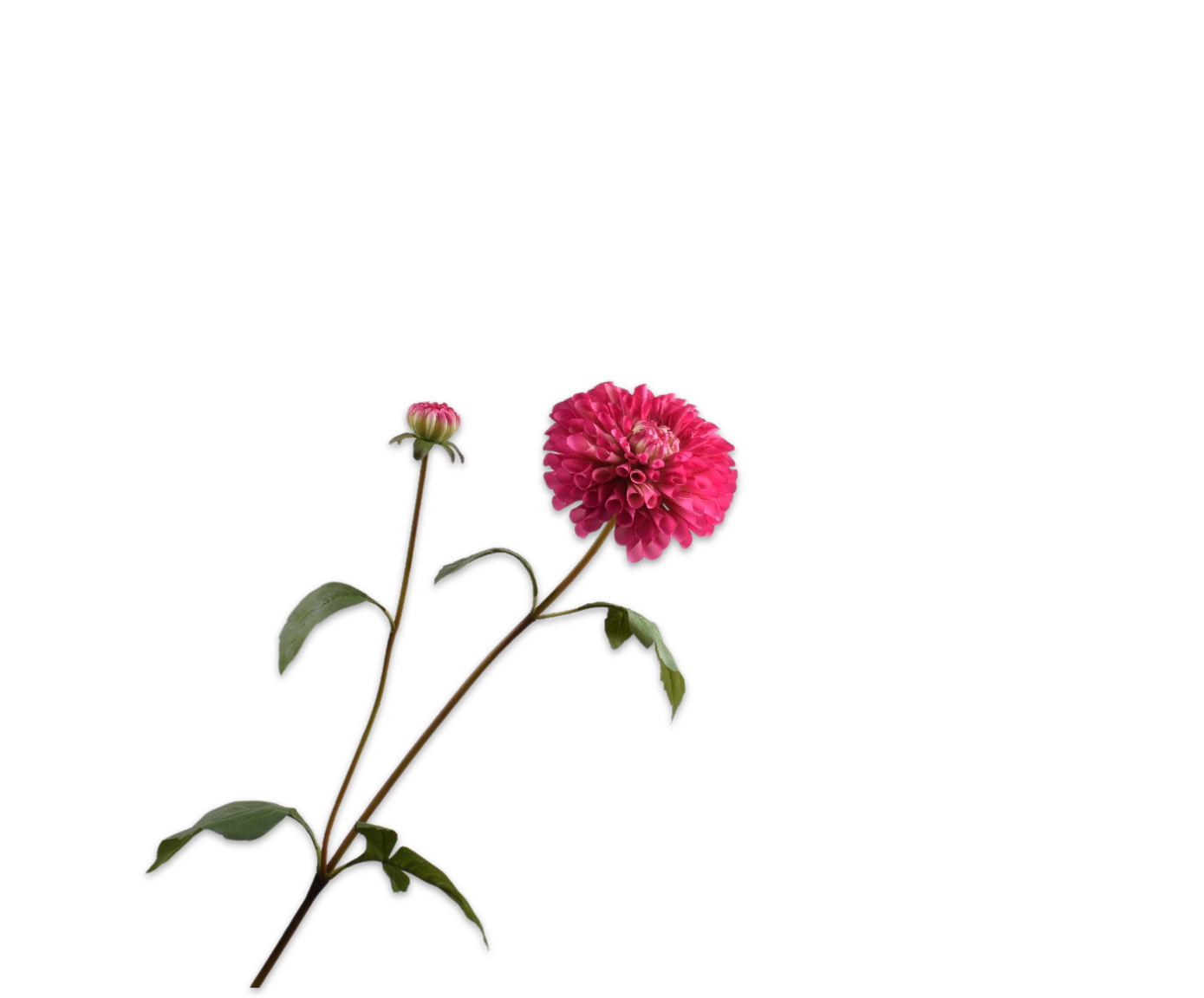 DAHLIA SPRAY FUCHSIA  80 CM