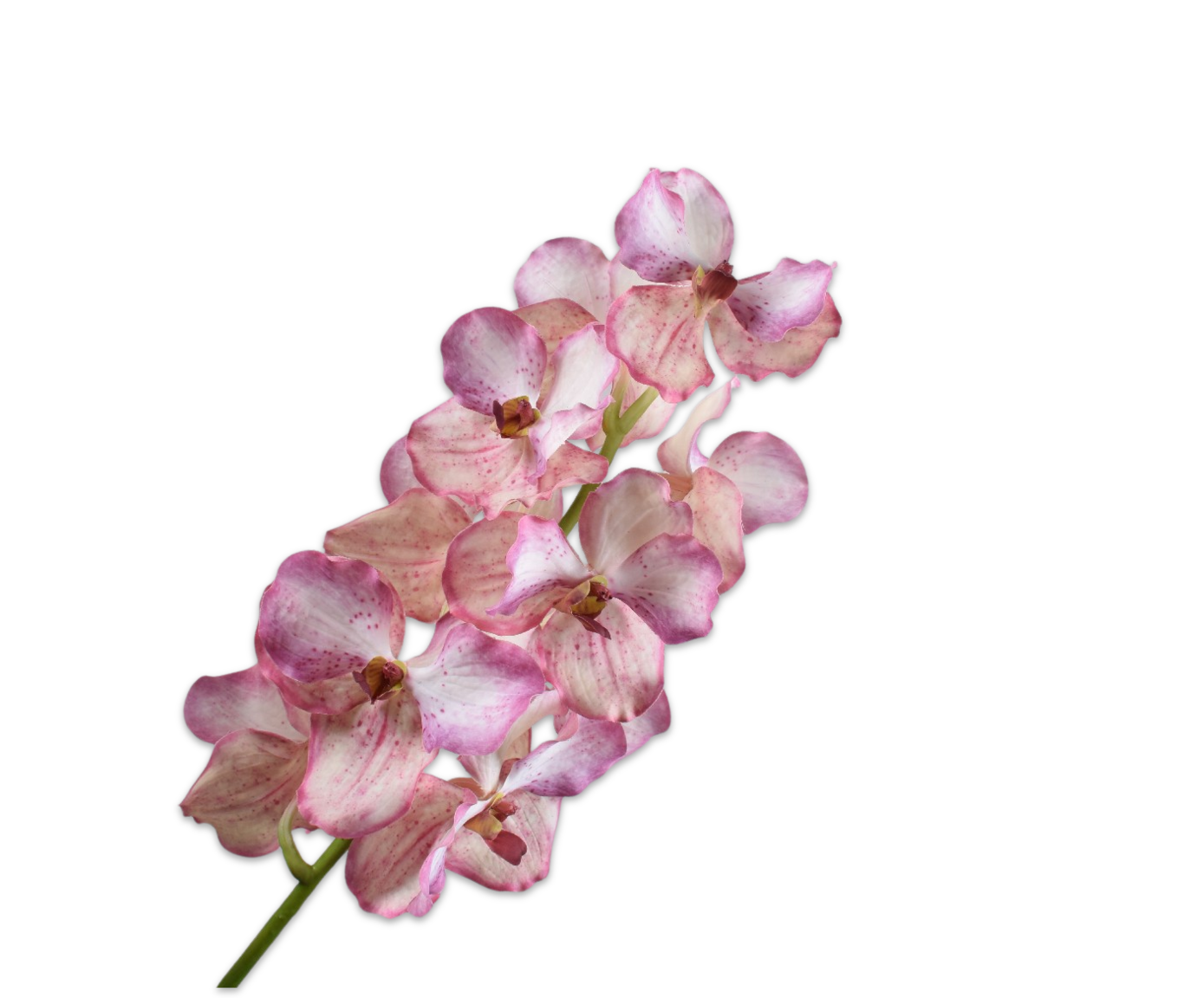 VANDA STEM PNK/CR RT  79 CM