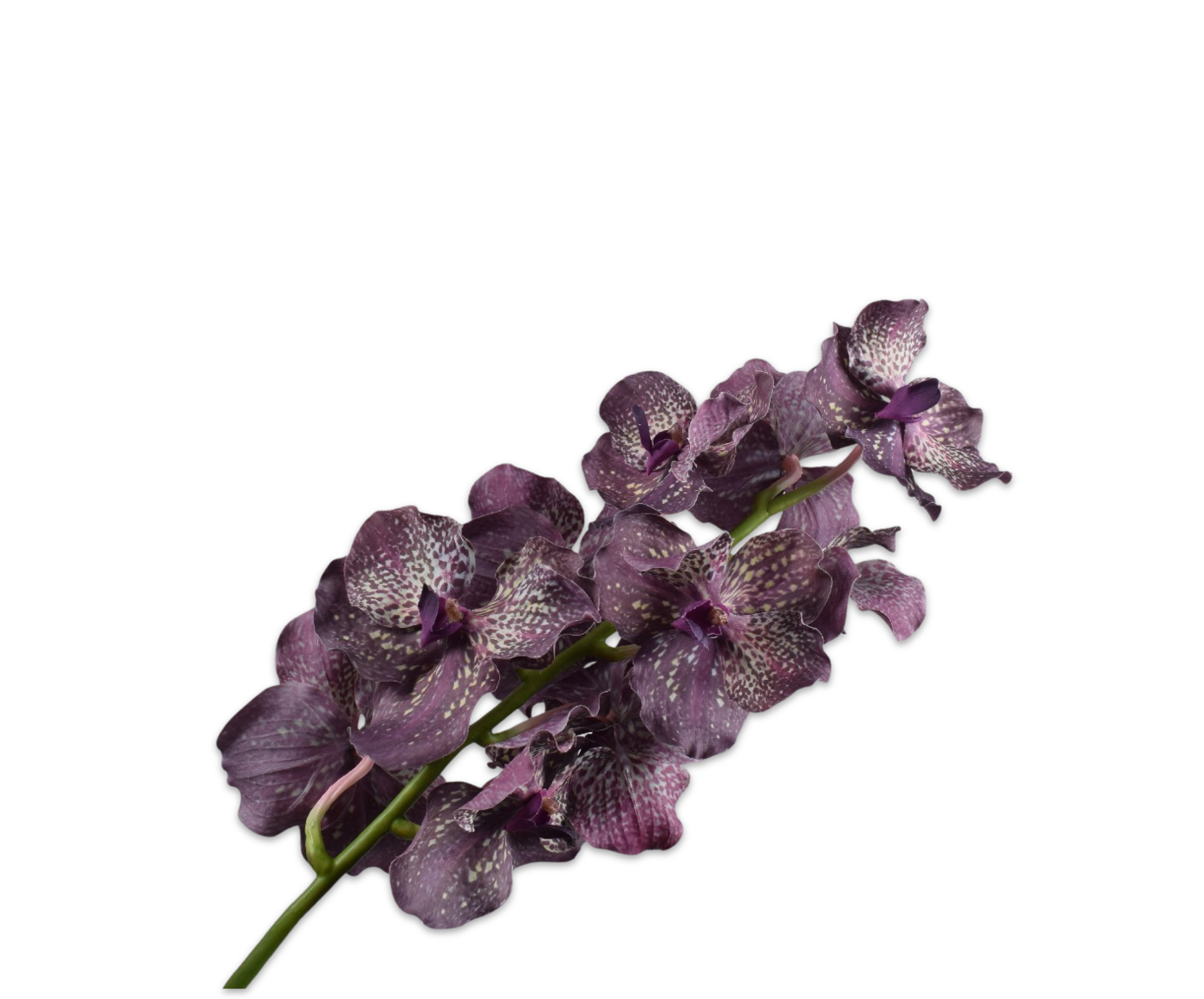 VANDA STEM PURPLE RT  79 CM