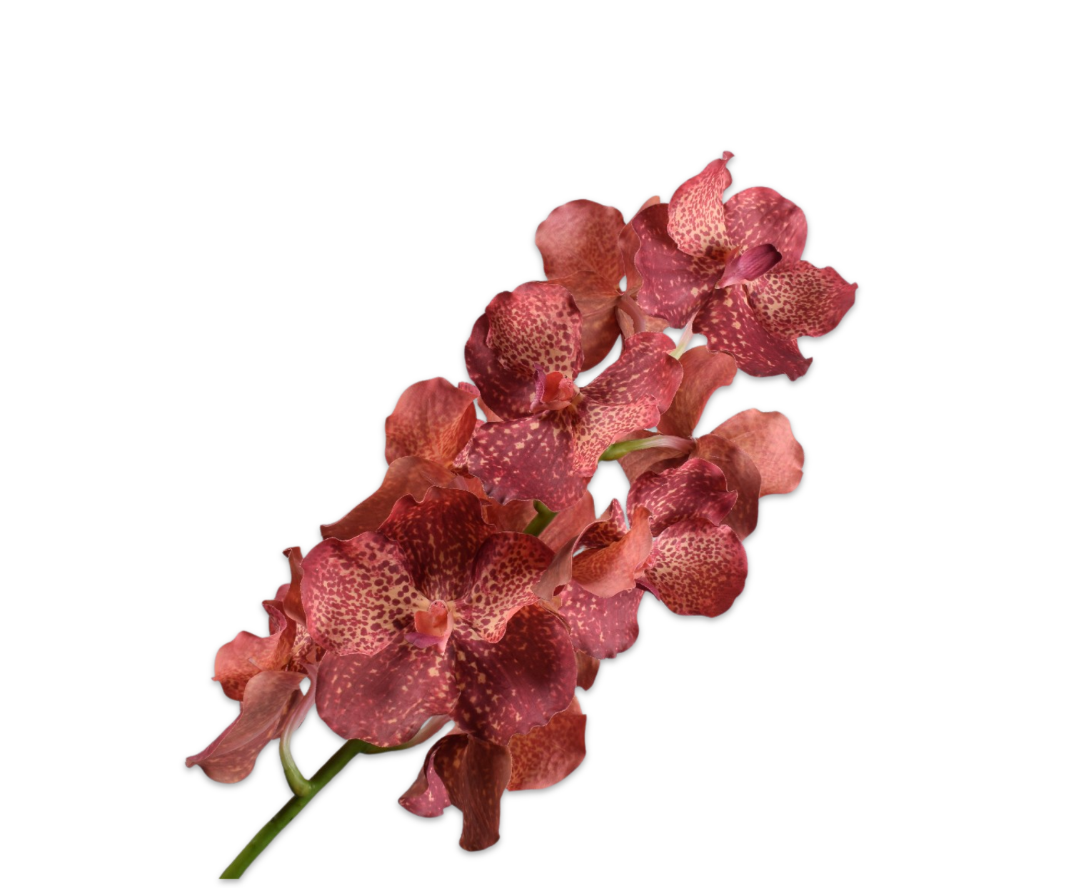 VANDA STEM FLAME RT  79 CM