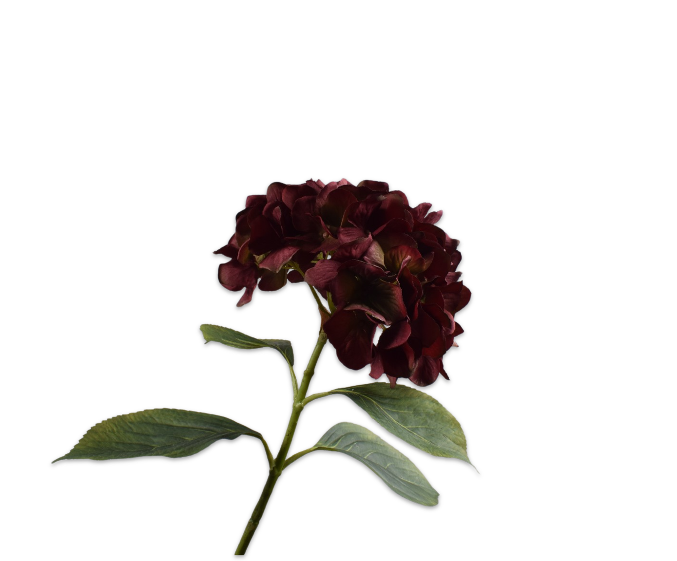 HYDRANGEA STEM BURGUND  70 CM