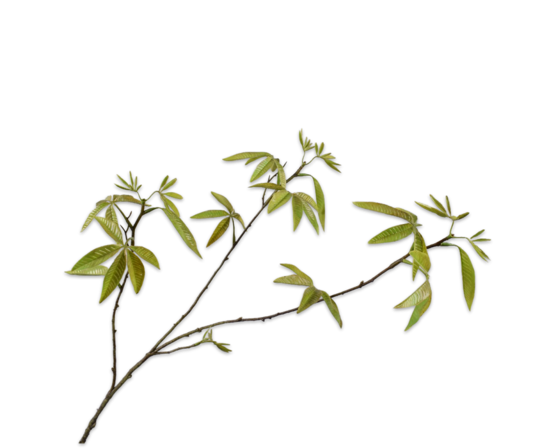 MAPLE SPRAY GREEN 92 CM