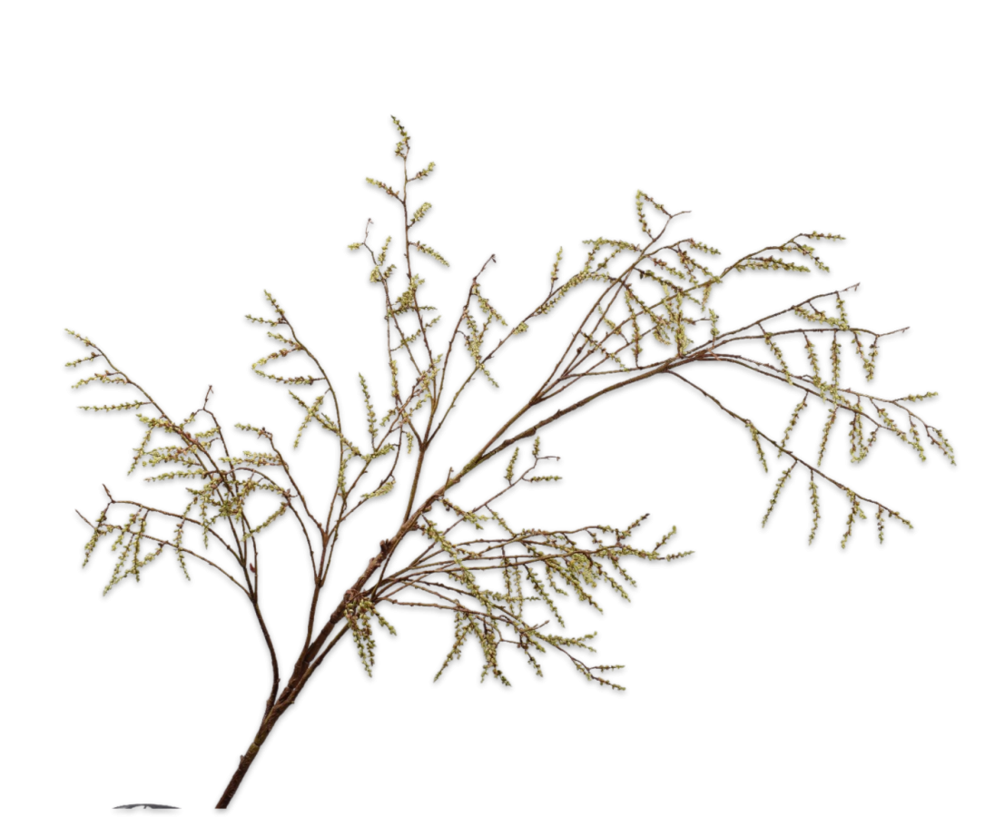 WILLOW BRANCHE GREEN 191 CM