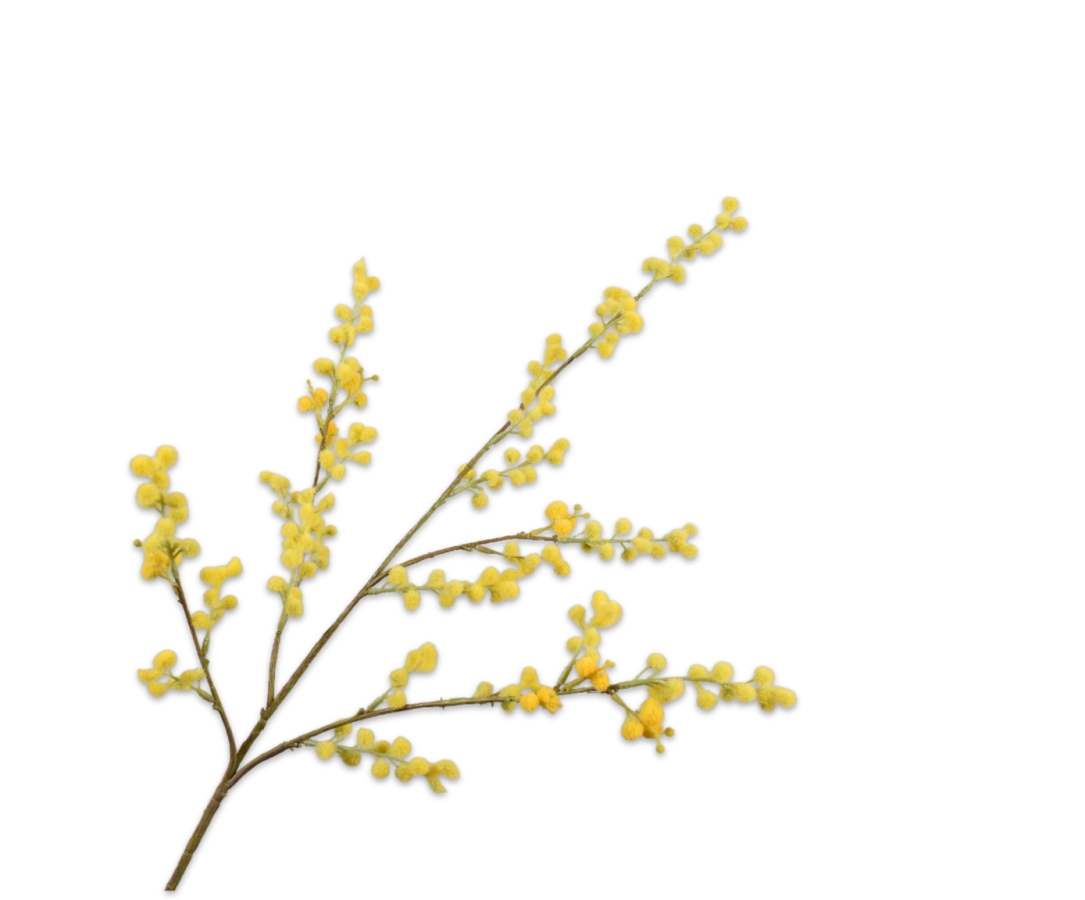 MIMOSA SPRAY YELLOW 75 CM