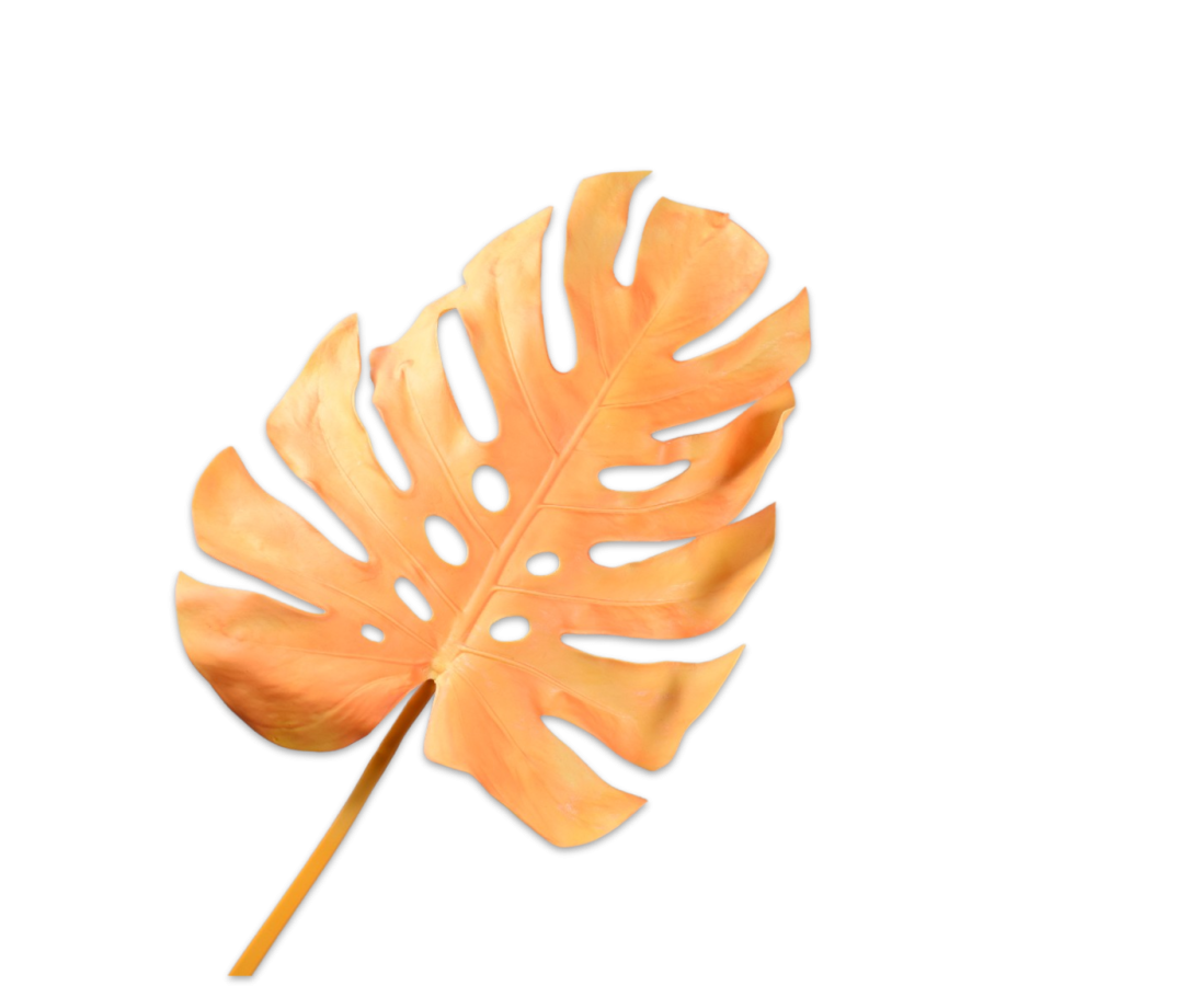 MONSTERA FEUILLE JAUNE 69 CM