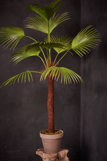 Palm (138354)