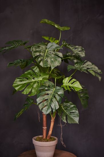 Philodendron (139430)