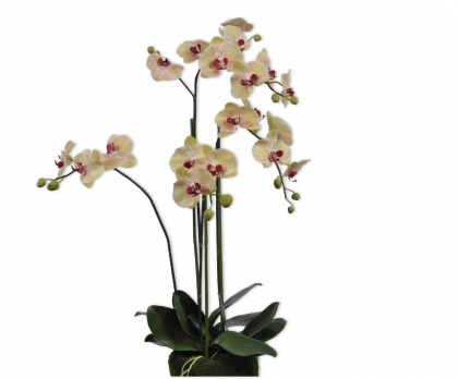 ORCHID O/SOIL YLL/BR  114 CM