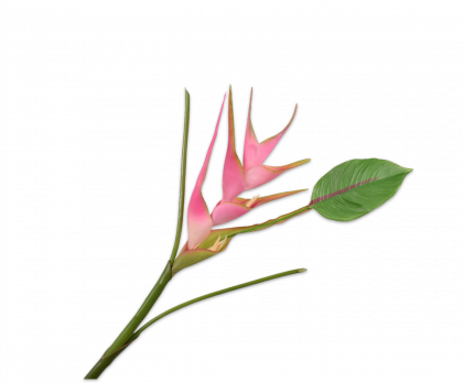 HELICONIA STEM PINK  85 CM