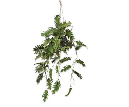 PHILODENDRON HANG GREEN  104 CM