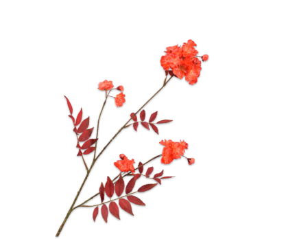 Blossom - Flowers - Webshop