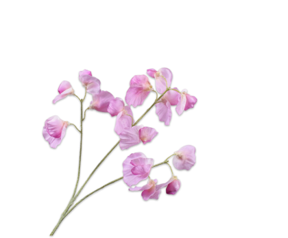 Guisante de Olor - Las Flores - Webshop