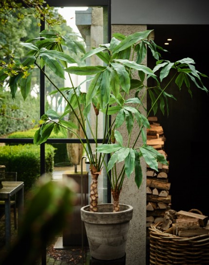 Philodendron (131604)